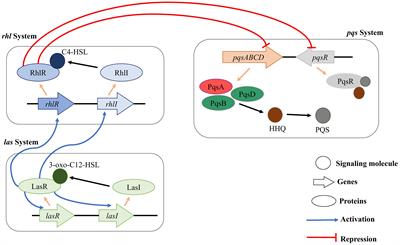 Rational Drug Design for Pseudomonas aeruginosa PqsA Enzyme: An in silico Guided Study to Block Biofilm Formation